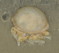 Crambionella