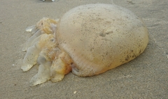 Crambionella