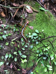 Scolopendra mutilans