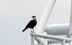 Caracara plancus