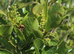 Searsia laevigata laevigata