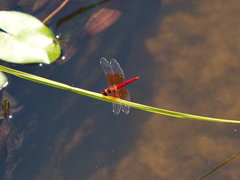Brachythemis lacustris