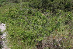 Searsia laevigata laevigata