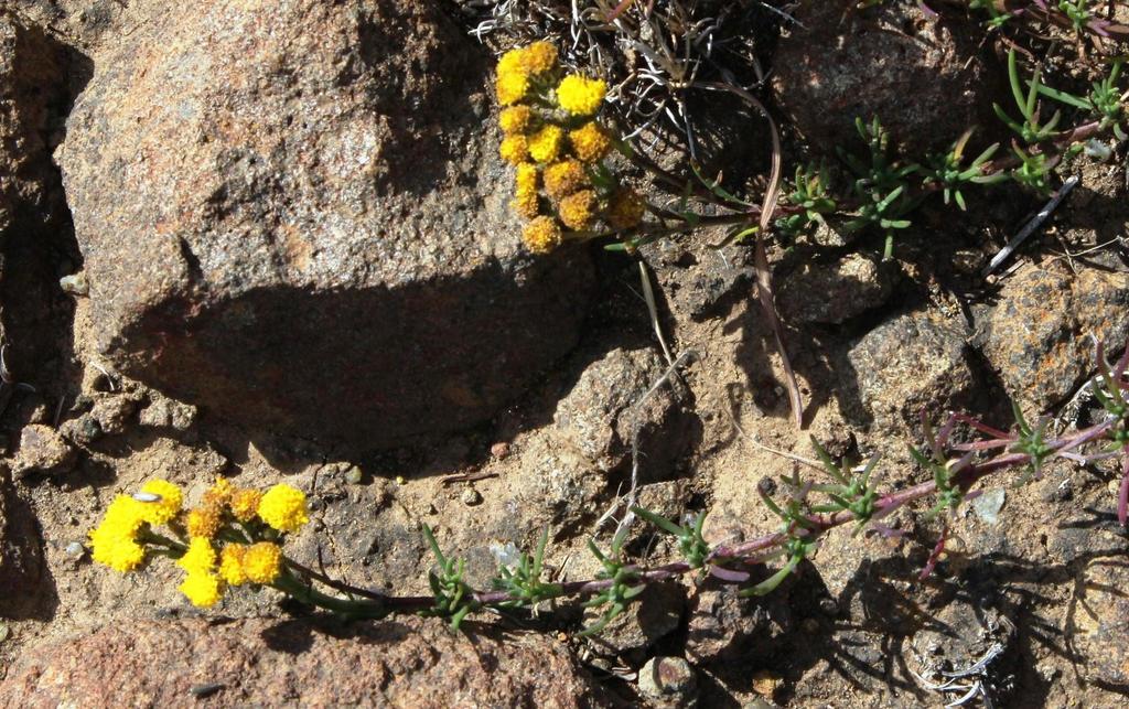 Gymnopentzia