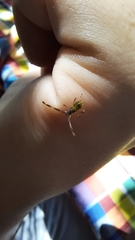 Gonocerus acuteangulatus