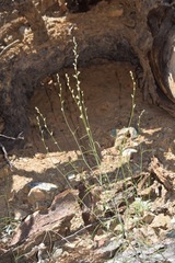 Streptanthus barbiger