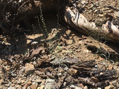 Streptanthus barbiger