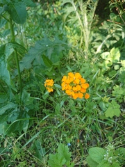 Erysimum × marshallii