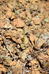 Streptanthus drepanoides