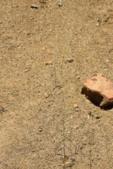 Streptanthus barbiger