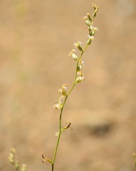 Streptanthus barbiger