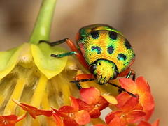 Calidea distinguenda