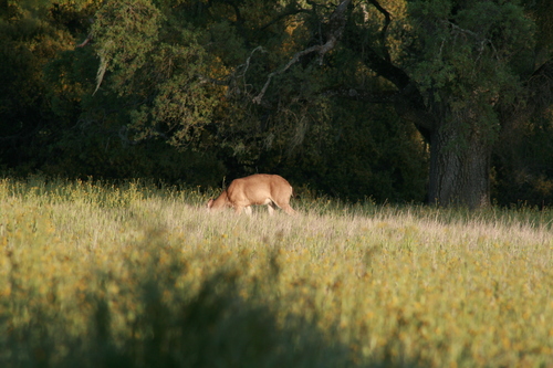 iNaturalist observation photo of Columbian Black-tailed Deer
