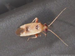 Parthenicus juniperi