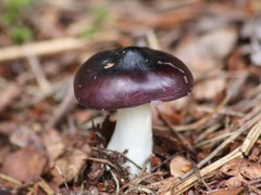 Russula caerulea