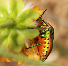 Calidea distinguenda