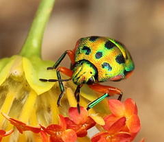 Calidea distinguenda
