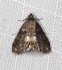 Paracataclysta fuscalis