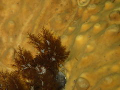 Pentacta doliolum