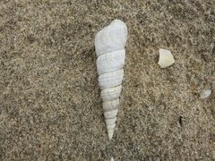 Turritellinella