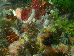Pentacta doliolum