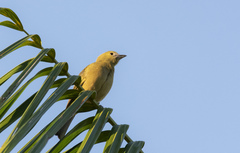 Thraupis palmarum