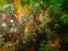 Pentacta doliolum