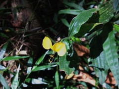 Aneilema aequinoctiale