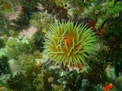 Pseudactinia flagellifera