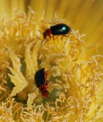 Ascolhedybius hirtus