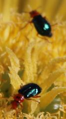 Ascolhedybius hirtus