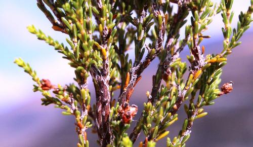 Dragon Heath (Erica dracomontana)