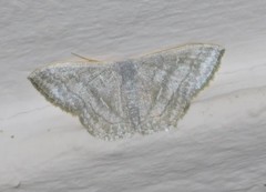 Scopula argentidisca