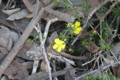 Hibbertia exutiacies