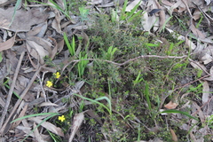 Hibbertia exutiacies