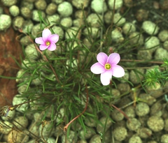 Oxalis polyphylla polyphylla