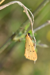 Setina irrorella
