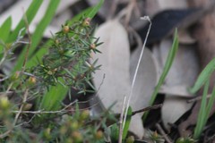 Hibbertia exutiacies