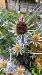Eryngium amethystinum
