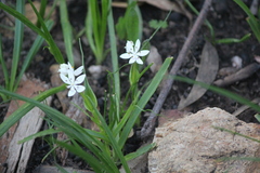 Wurmbea dioica