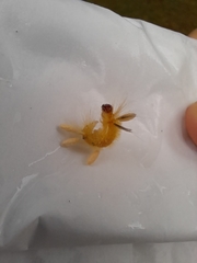 Halysidota tessellaris