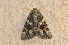 Catocala violenta