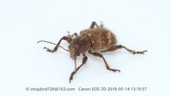 Trichochrysea