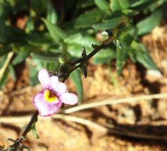Nemesia denticulata