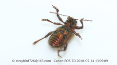 Trichochrysea