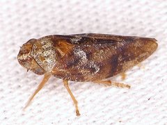 Aphrophora gelida