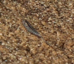 Meinertellidae
