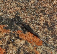 Meinertellidae