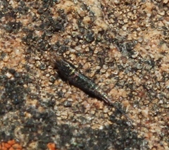 Meinertellidae