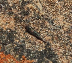 Meinertellidae